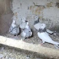 طوقی|پرنده|فشاپویه, |دیوار