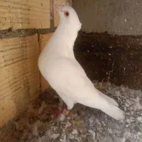 سفید کاکولی