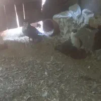 ۱۲۰۰۰۰۰۰|پرنده|کدکن, |دیوار