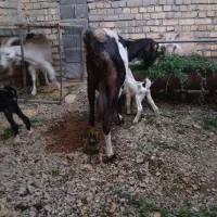 شاه‌بز