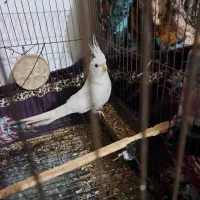 طوطی البینو ماده