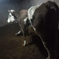 گاو مورسمینتال شکم دوم