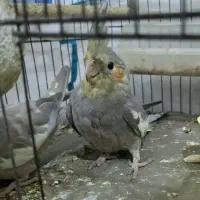 عروس هلندی|پرنده|شوشتر, |دیوار