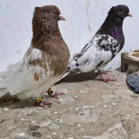 کبوتر|پرنده|مشهد, کوشک مهدی|دیوار