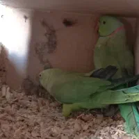 جفت طوطی ملنگو|پرنده|بهارستان, |دیوار