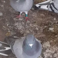 به تعداد۸عددکفتر نروماده سالم واماده