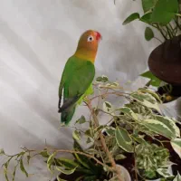 طوطی برزیلی فیشر|پرنده|قزوین, |دیوار