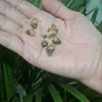 جوجه حلزون|خزنده|تهران, لویزان|دیوار