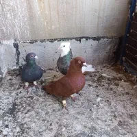 پرنده کبوتر|پرنده|قزوین, |دیوار