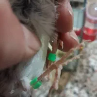 پرنده گم شده