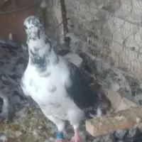 کشکی سیاه ماده
