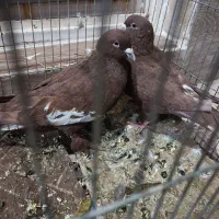 کفتر کله|پرنده|شیراز, تندگویان|دیوار