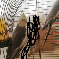 عروس هلندی 2ساله بالغ نر سینامون|پرنده|تهران, اختیاریه|دیوار