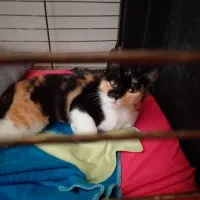 بچه گربه آسیب دیده