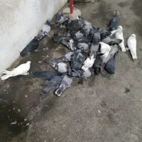 کبوتر گلی|پرنده|شهرکرد, |دیوار