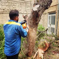 درخت بری ،رایگان قطع،بریدن درخت،هرسکاری اره