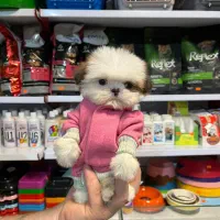 سگ آپارتمانی نژادشیتزو مینیاتوری سگ جیبی