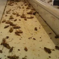 سمپاشی تضمینی ساس سوسک کنه۱۰۰٪(رسالت پنچتن گلشهر )|خدمات نظافت|مشهد, طلاب|دیوار