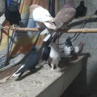 پرنده|پرنده|قم, قلعه کامکار|دیوار