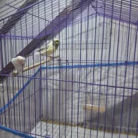 جفت قناری|پرنده|یزد, |دیوار