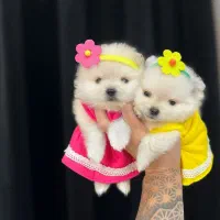 سگ پامر از پنج میلیون داریم