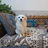 سگ تربیت شده و بدون هیچ صدایی و خیلی با ادب