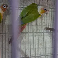 طوطی گرینچیک نر و جفت مولد تضمینی|پرنده|تهران, مجیدآباد|دیوار