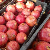 انار کاشمر|عمدهفروشی|کاشمر, |دیوار