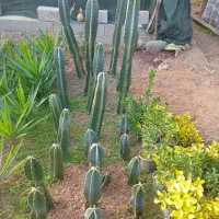 فروش انواع گل و گیاه|گل و گیاه طبیعی|رودسر, |دیوار