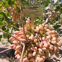 نهالستان گردو و بادام و پسته پر بار پالیز