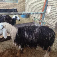 گوسفند عوسی و بز نر|حیوانات مزرعه|خرمشهر, |دیوار