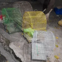 سلام قفس کوچک و بزرگ