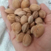 هسته زردآلو شیرین