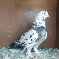 کبوتر|پرنده|اصفهان, دارک|دیوار
