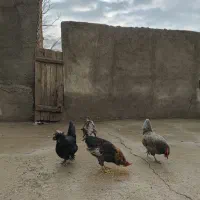 مرغ و خروس محلی|حیوانات مزرعه|بشاریات, |دیوار