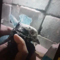 کبوتر|پرنده|لالجین, |دیوار