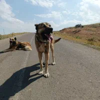 سگ سرابی گله ای بشرط|سگ|بستان آباد, |دیوار