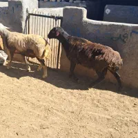 قوچ|حیوانات مزرعه|کوهدشت, |دیوار