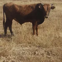 گاو نر گوشتی