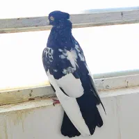 کبوتر سینه|پرنده|شیراز, نصر|دیوار