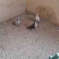 کفتر|پرنده|شیراز, شیخ علی چوپان|دیوار