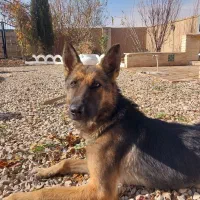 معاوضه زژرمن ماده با جوجه مرغ