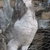 جوجه موجود شد و تخم نطفه دار اراکانا امریکانا اصیل
