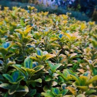 شمشاد طلایی کرتی