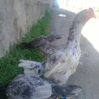 جوجه مرغ وخروس  مشکی وطوسی|حیوانات مزرعه|آق قلا, |دیوار