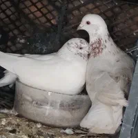 کبوتر|پرنده|گرگان, |دیوار