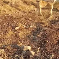 دوعدد سگ گله