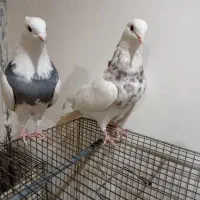 کبوتر طوقی سینه ای یاهو رنگی|پرنده|قم, علی آباد سعدگان|دیوار