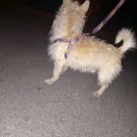 اشپیتز  نر|سگ|دورود, |دیوار