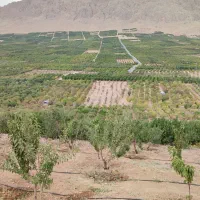 انواع طرح عمان خام،مثمر|فروش دفتر صنعتی، کشاورزی، تجاری|سامان, |دیوار